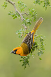 Image. Altamira Oriole