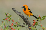 Image. Altamira Oriole