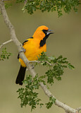Image. Altamira Oriole