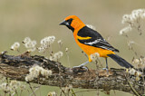 Image. Altamira Oriole