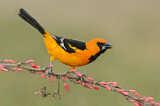Image. Altamira Oriole