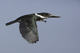 Image. Amazon Kingfisher