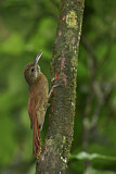 Image. Amazonian Barred Woodcreeper