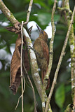 Image. Amazonian Barred Woodcreeper