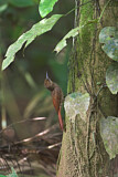 Image. Amazonian Barred Woodcreeper