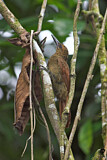 Image. Amazonian Barred Woodcreeper