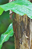 Image. Amazonian Barred Woodcreeper