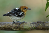 Image. Amazonian Streaked Antwren