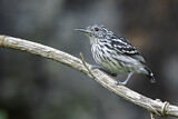Image. Amazonian Streaked Antwren