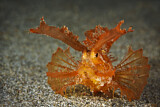Image. Ambon Scorpionfish