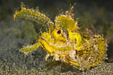 Image. Ambon Scorpionfish