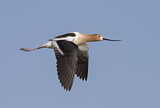 Image. American Avocet
