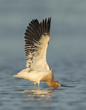 Image. American Avocet