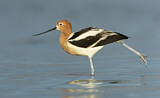 Image. American Avocet