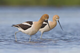 Image. American Avocet