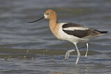 Image. American Avocet