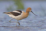 Image. American Avocet