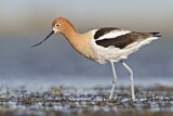 Image. American Avocet