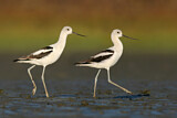 Image. American Avocet