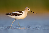 Image. American Avocet