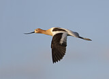 Image. American Avocet