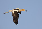 Image. American Avocet