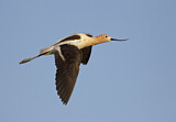 Image. American Avocet
