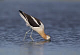 Image. American Avocet