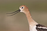 Image. American Avocet