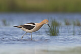 Image. American Avocet