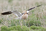 Image. American Avocet
