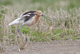 Image. American Avocet