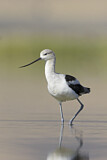Image. American Avocet