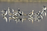 Image. American Avocet