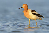 Image. American Avocet