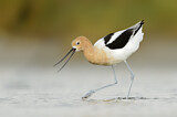 Image. American Avocet