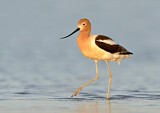 Image. American Avocet