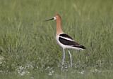 Image. American Avocet