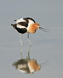 Image. American Avocet