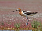 Image. American Avocet