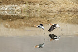 Image. American Avocet