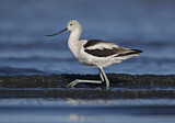 Image. American Avocet