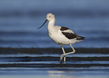 Image. American Avocet