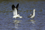Image. American Avocet