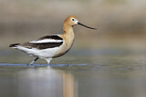 Image. American Avocet