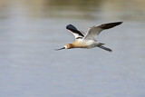 Image. American Avocet