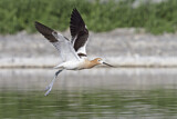 Image. American Avocet