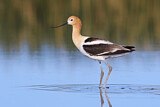 Image. American Avocet