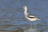 Image. American Avocet