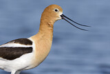 Image. American Avocet